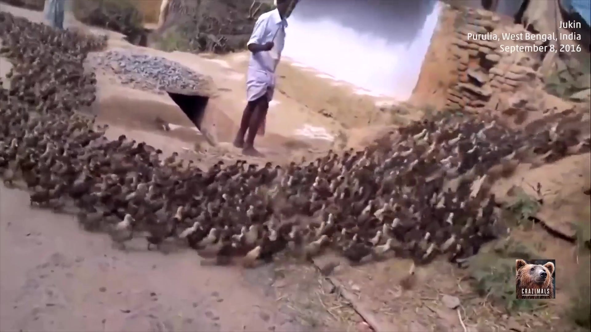 Man Skillfully Guides Group of Ducks