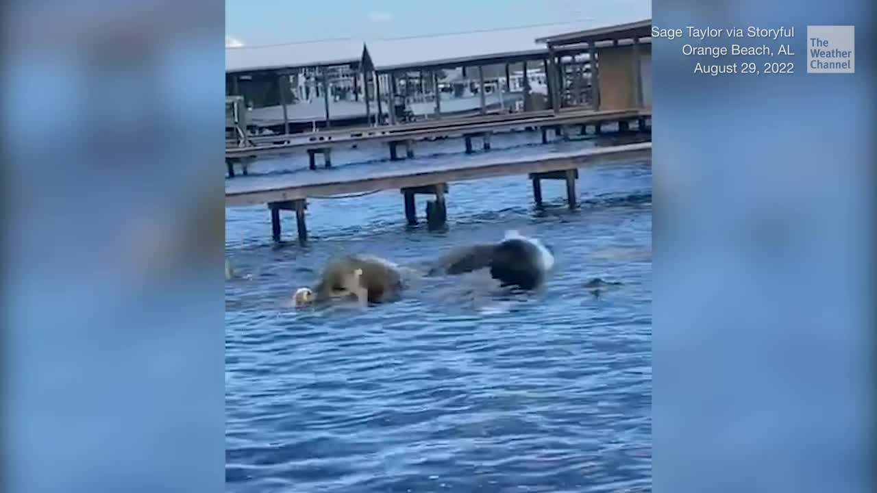 Manatees Freak Out Retriever
