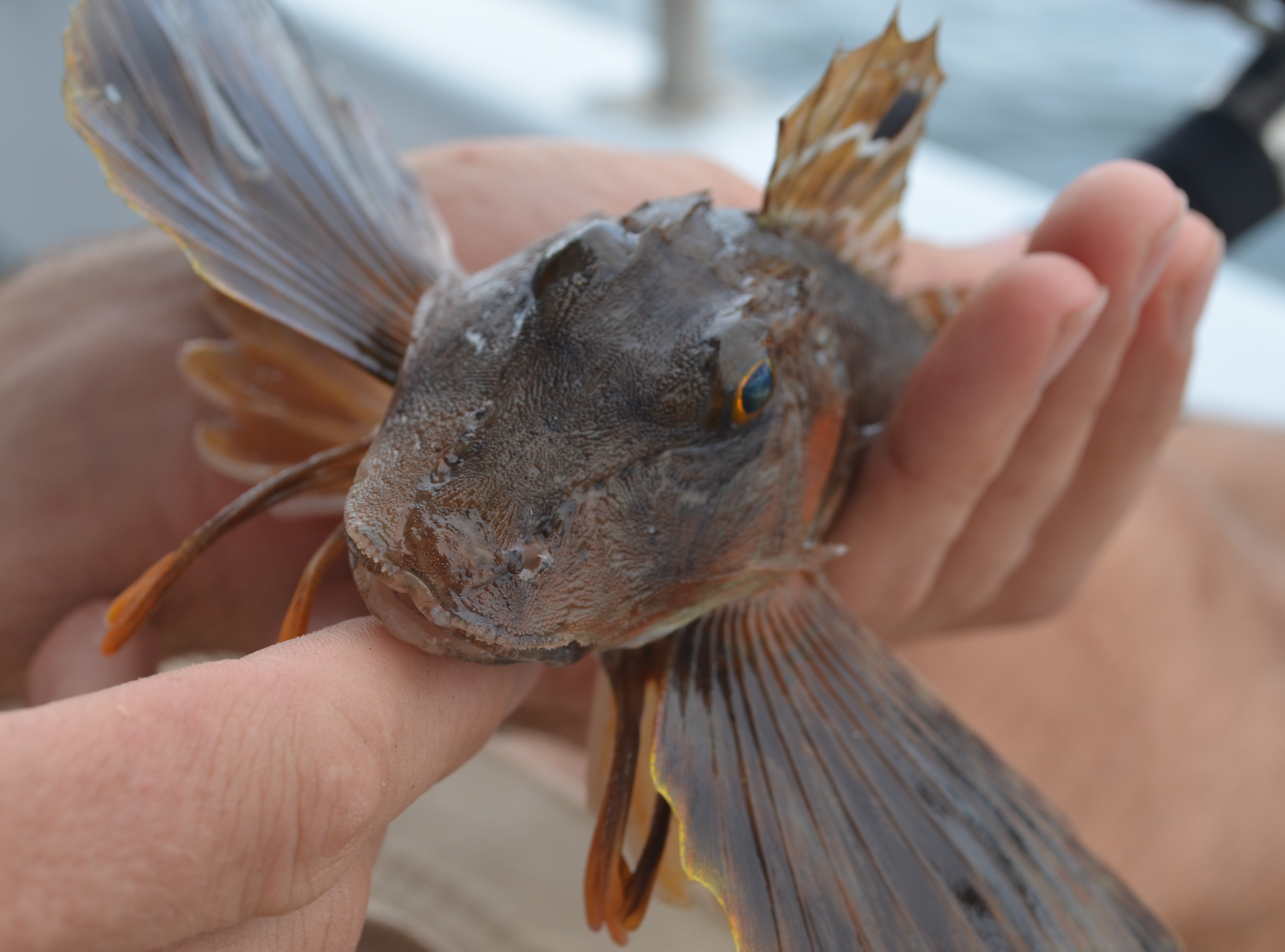 Marine Animals Disappearing Twice as Fast as Land Animals, Here’s Why