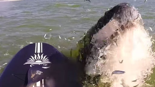 Massive Whale Surprises Paddler
