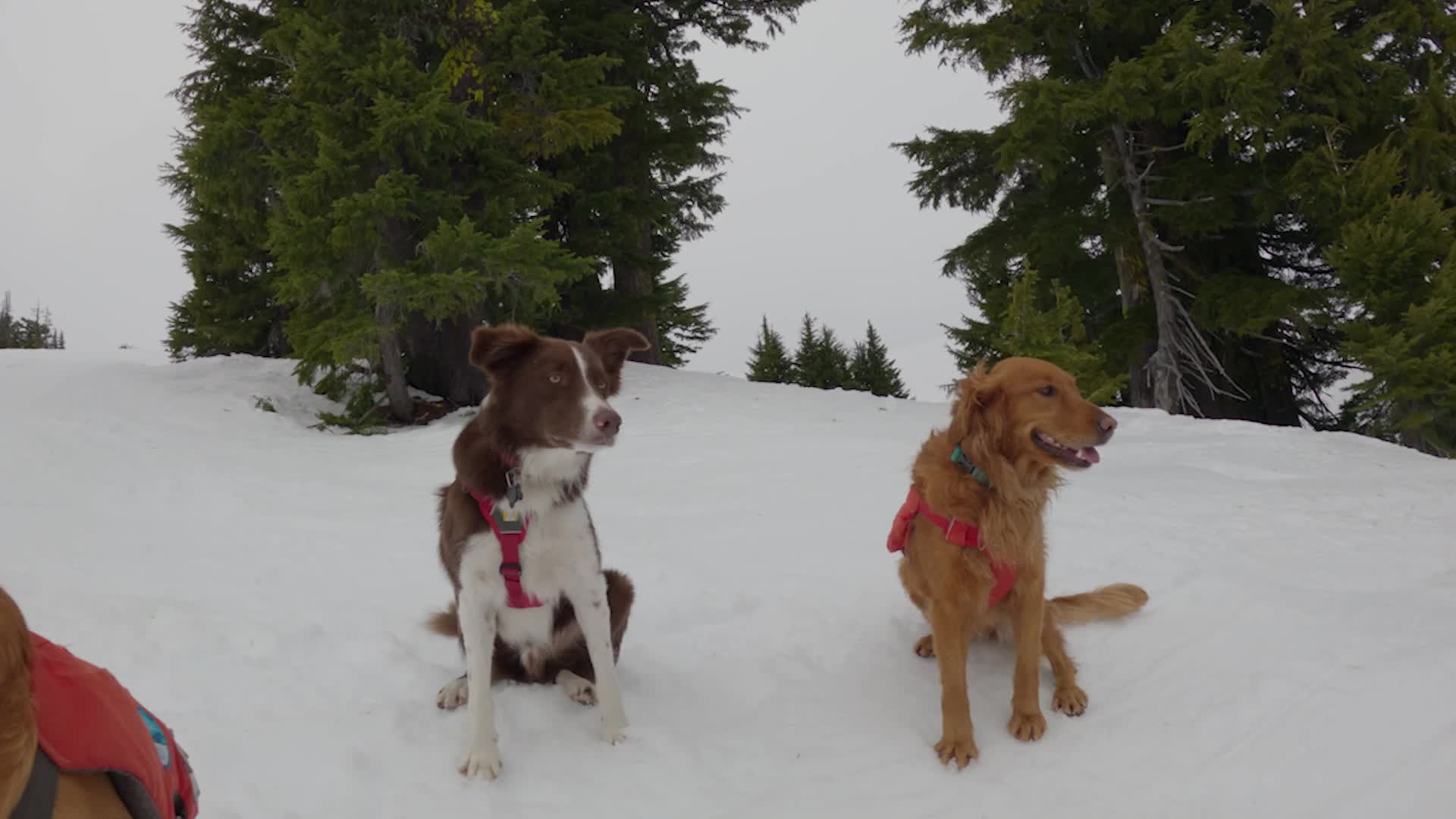 Meet The Avalanche Dogs Of Mt. Bachelor In Oregon