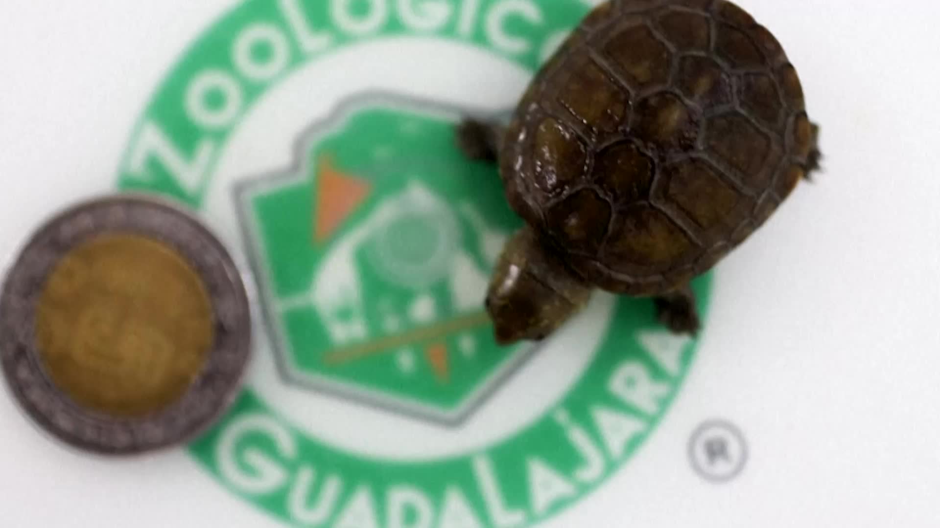 Meet The World's Smallest Turtle Hatchlings