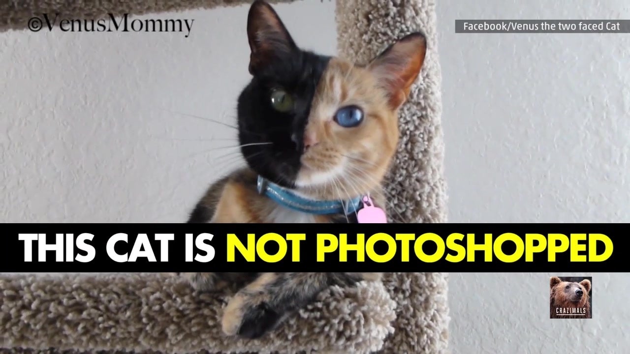 Meet Venus, the Two-Faced Cat