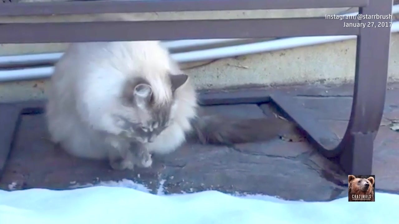 Melting Snow Is This Cat’s Fave