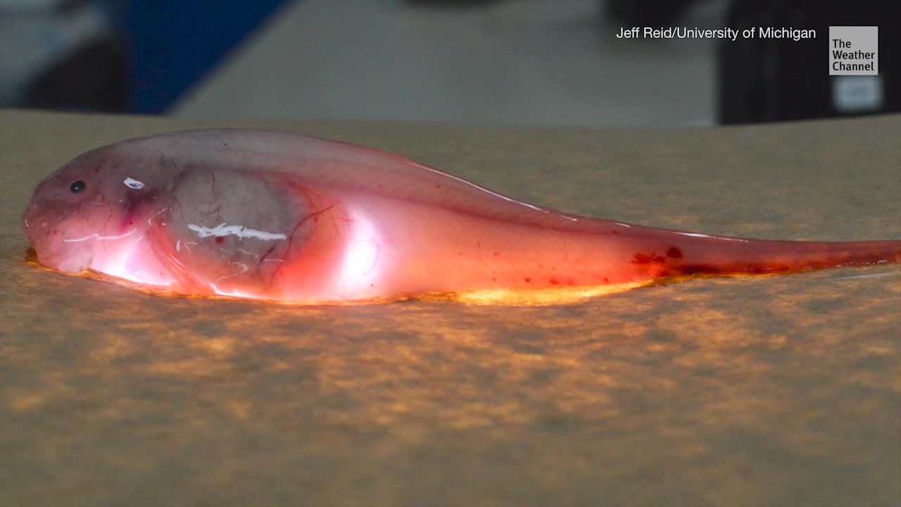 Mercury Pollution is Contaminating Deep-Sea Creatures
