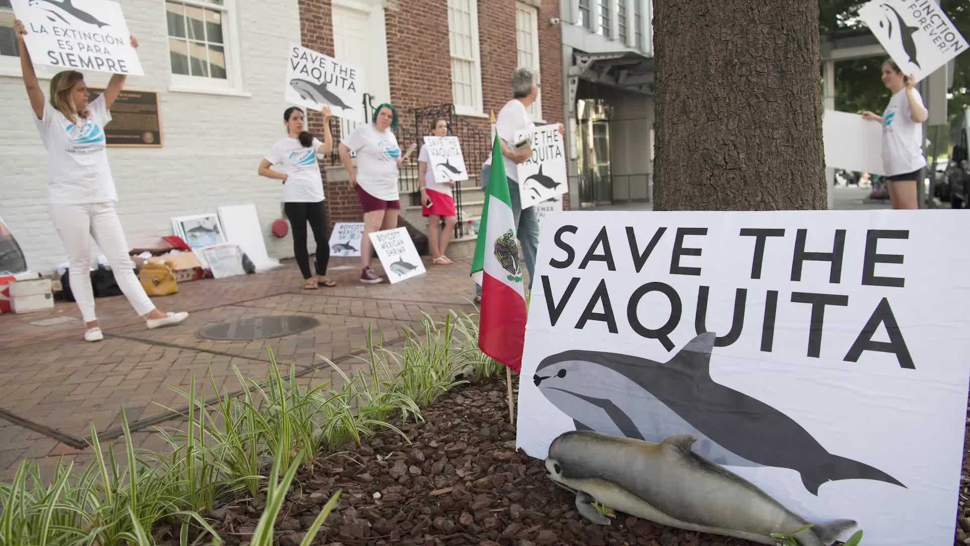 Mexico Renews Efforts to Protect World’s Rarest Marine Mammal