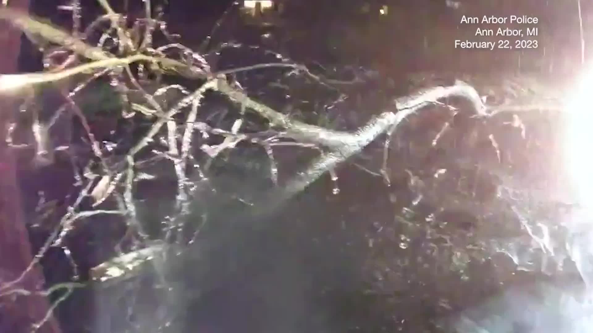 Michigan Football Coach Jim Harbaugh Helps Clear Tree From Road