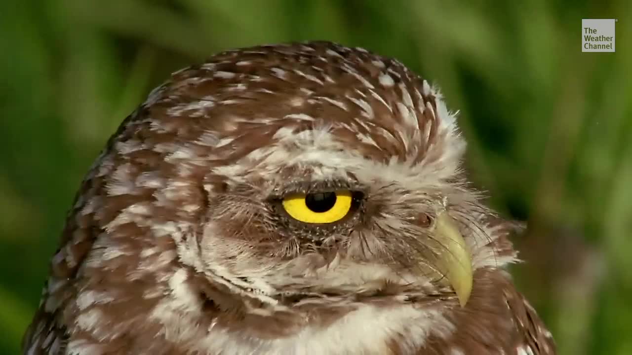 Microplastics Found in Florida Birds of Prey for First Time