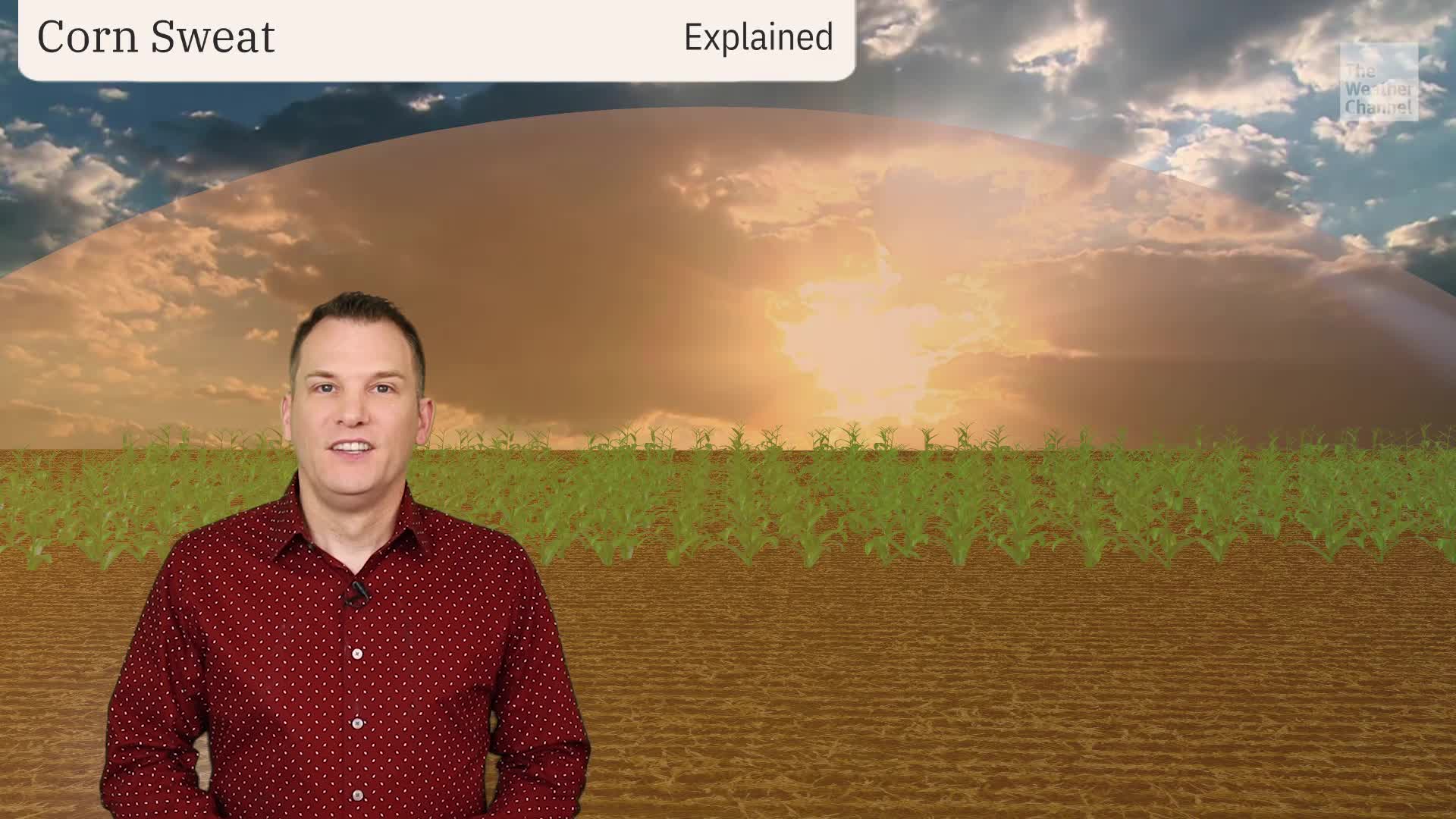Midwest Corn Sweat Makes It Feel Even Hotter