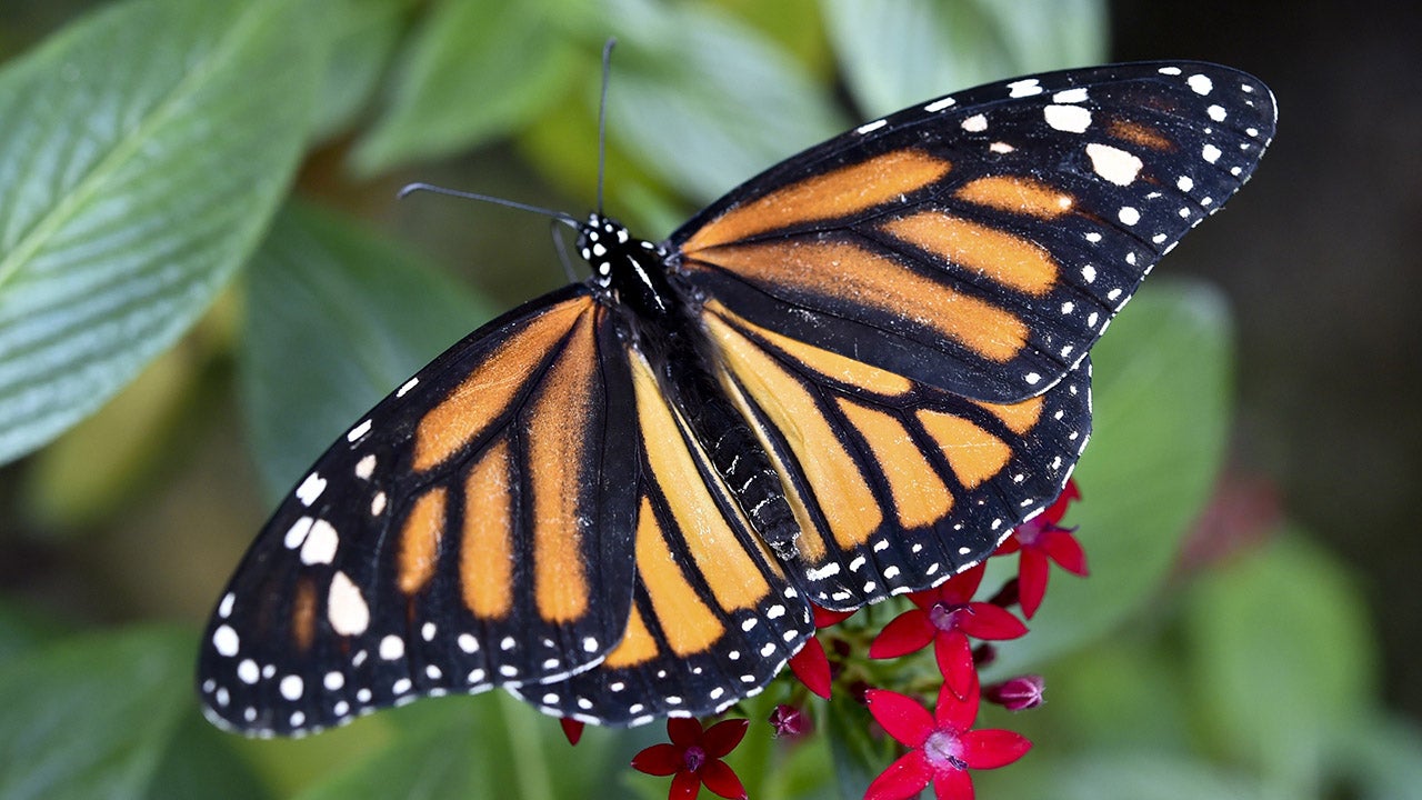 Millions of Monarch Butterflies Killed in Mexico