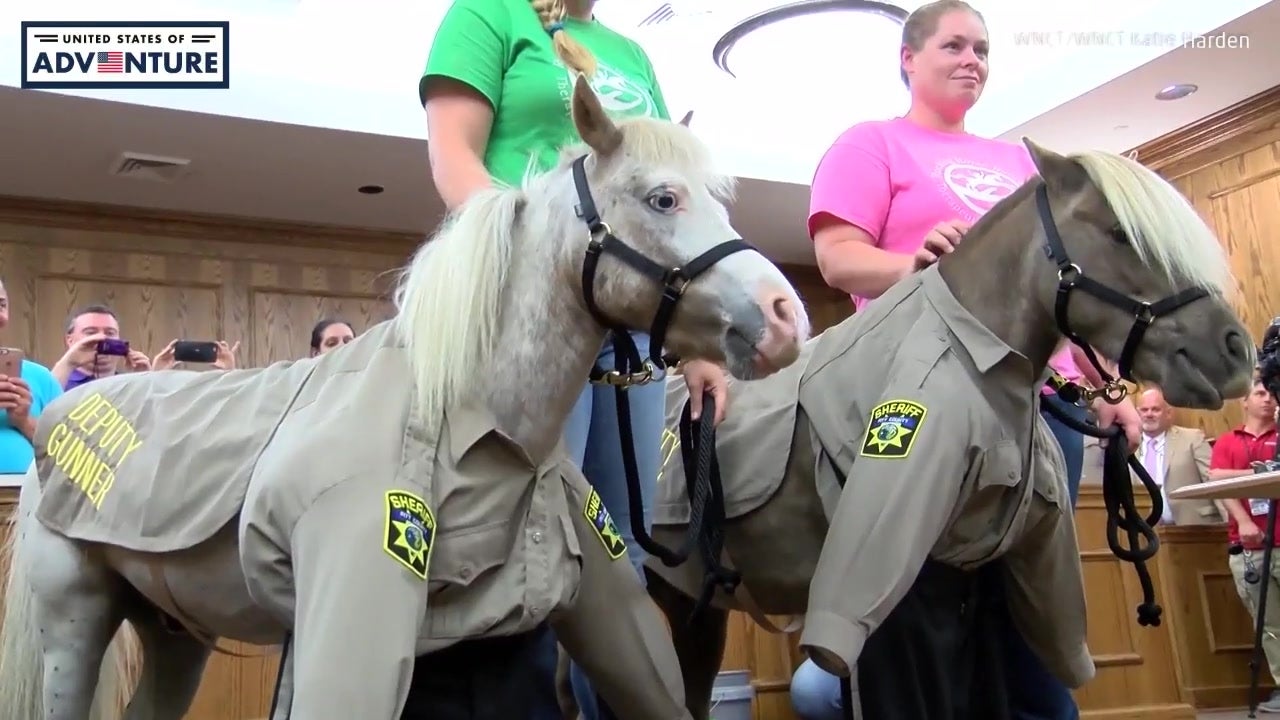 Mini Horses Deputized in North Carolina