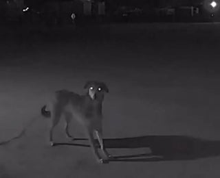 Missing Dog Trips Doorbell Cam