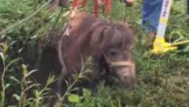 Missing Miniature Horse Saved From Sinkhole