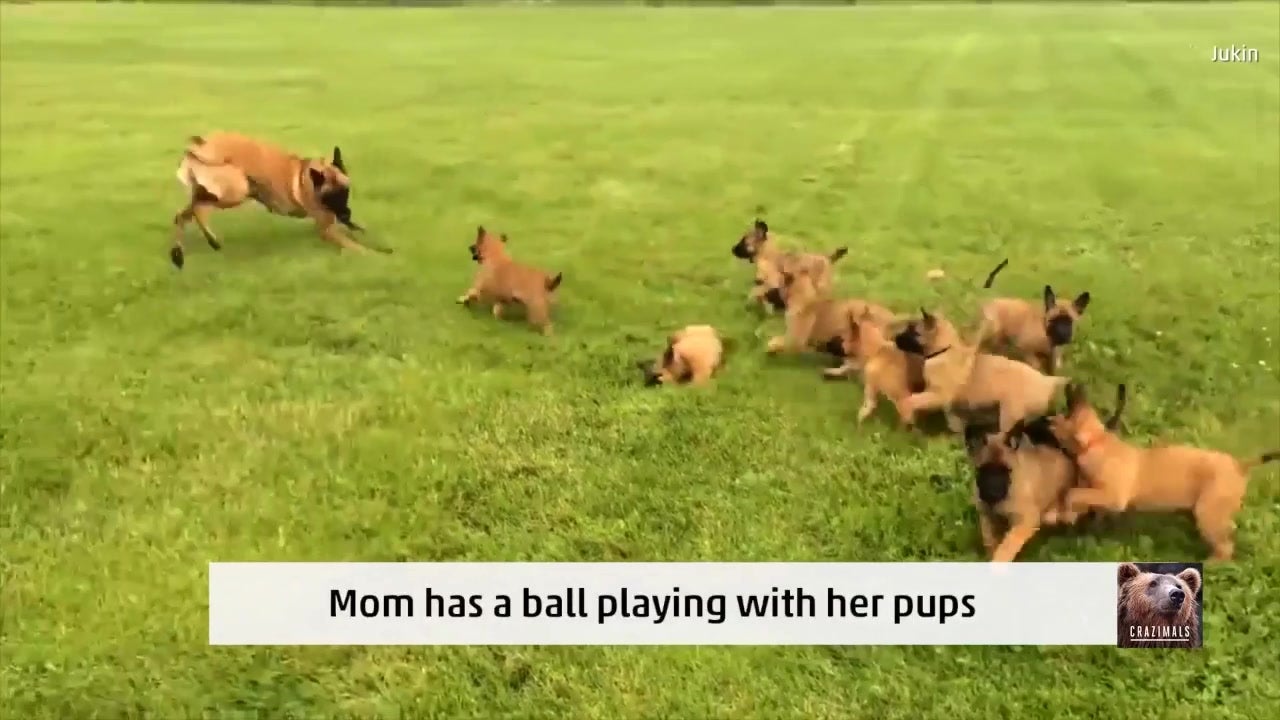 Mom Dog Plays with Precious Pups