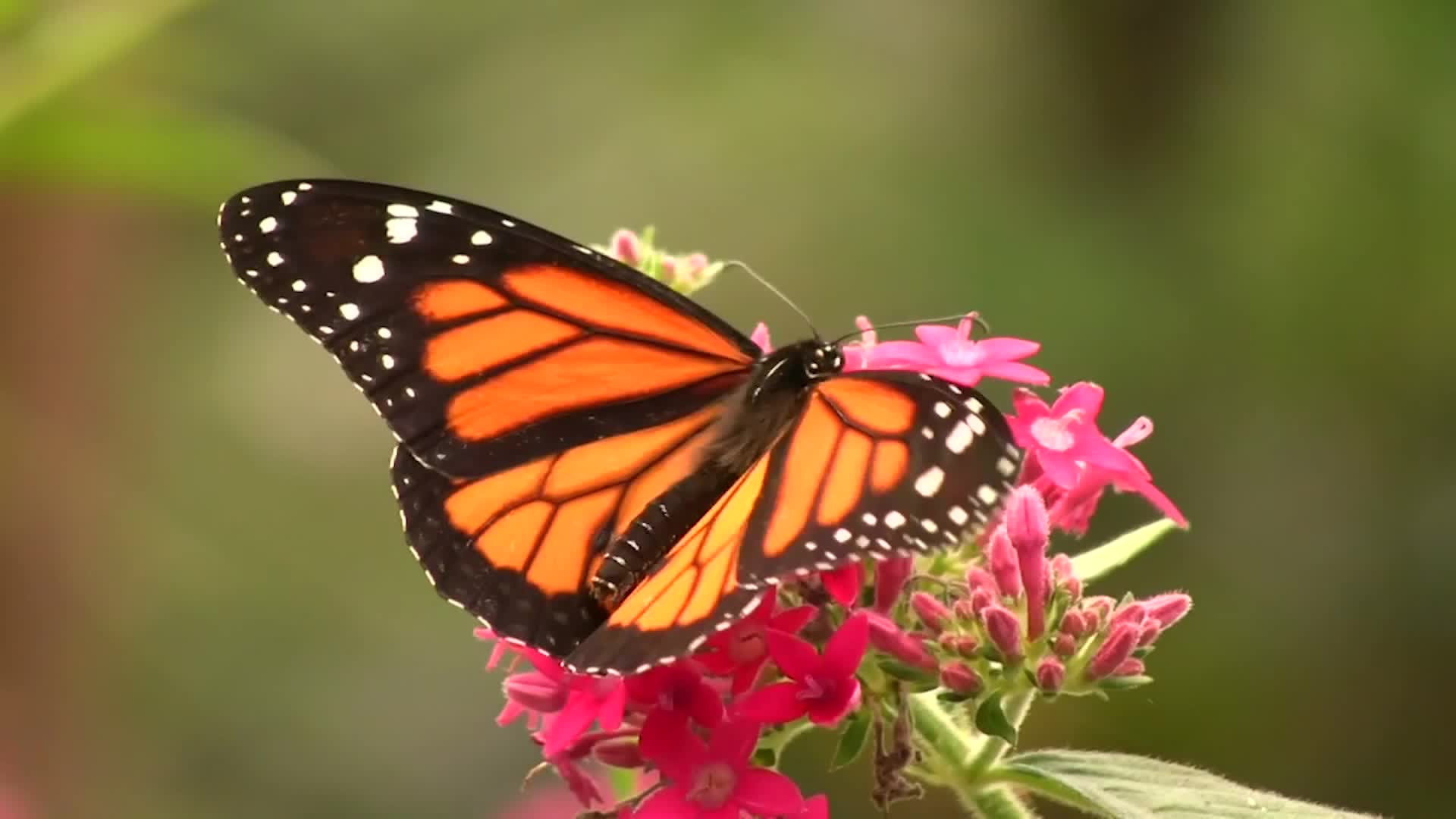 Monarch Butterflies Now Classified As Endangered