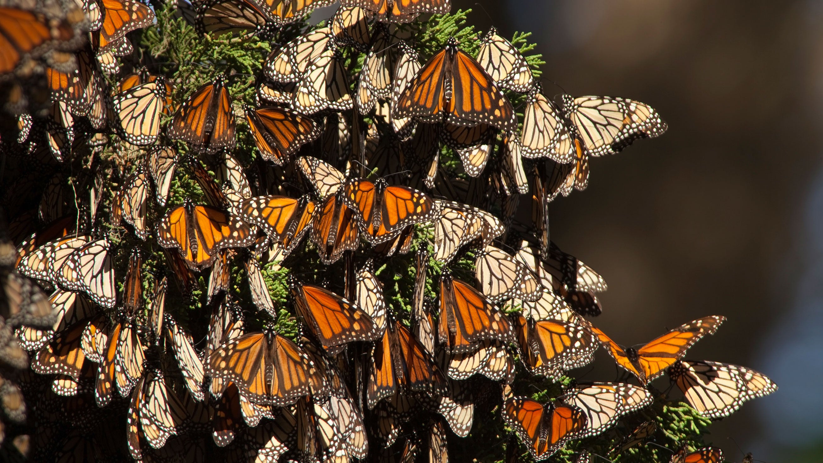 Like leaves on a tree, in a Monterey Bay forest of Pacific Grove, thousands of migrating monarch butterflies cluster together on a cedar tree for rest during colder temperatures. 