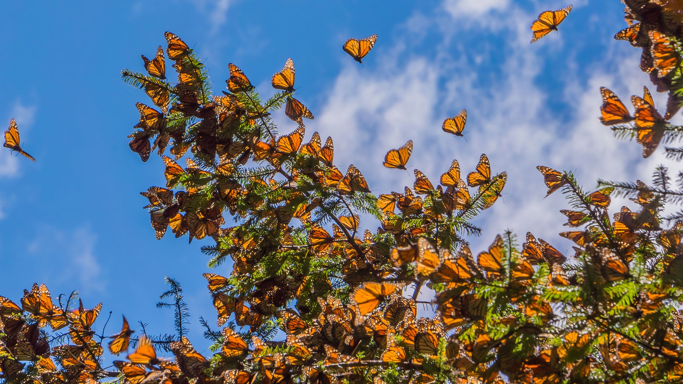 Monarch butterflies on a tree branch in Michoacan, Mexico