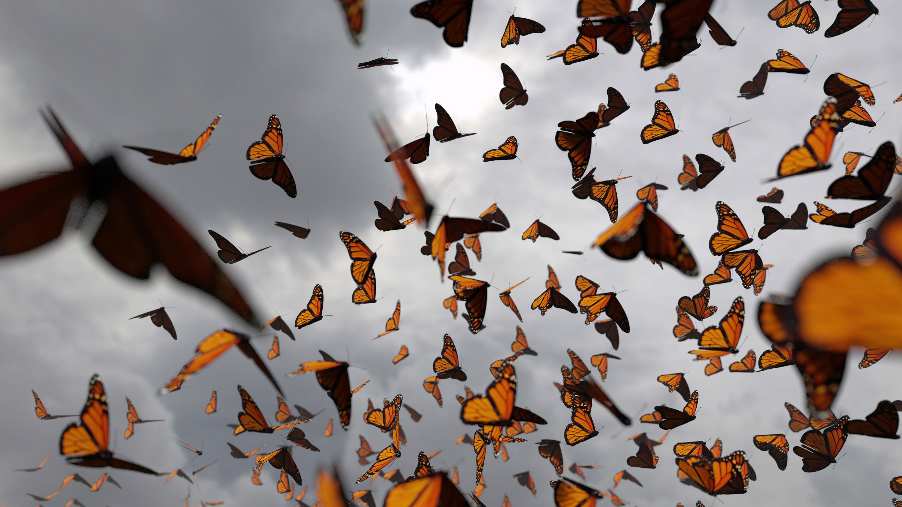 Swarming monarch butterflies