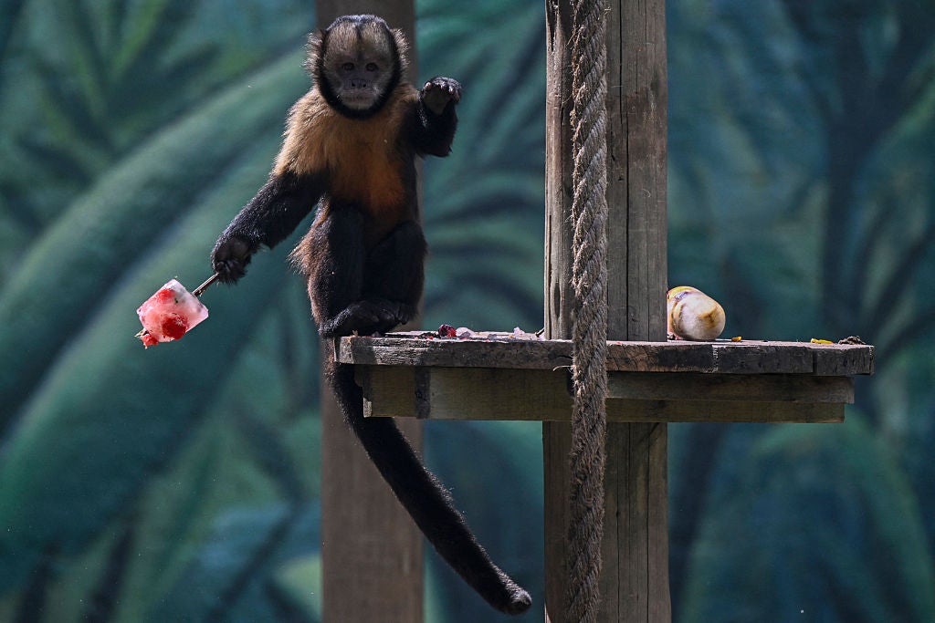 A buff-headed capuchin cracks into a fruit popsicle.