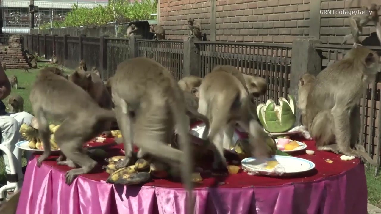 Monkeys Feast at a Buffet Festival in Thailand