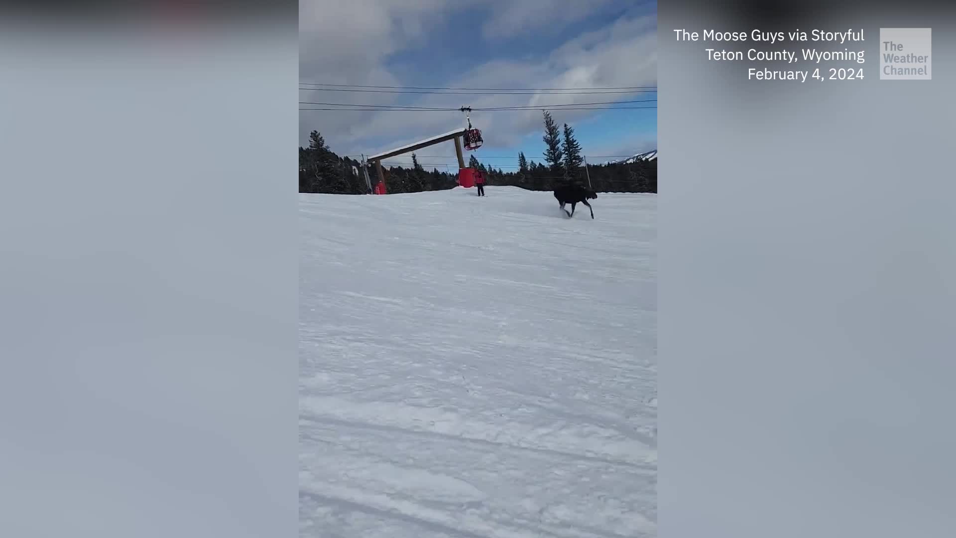 Moose Chases Skiers Down Slope In Wyoming