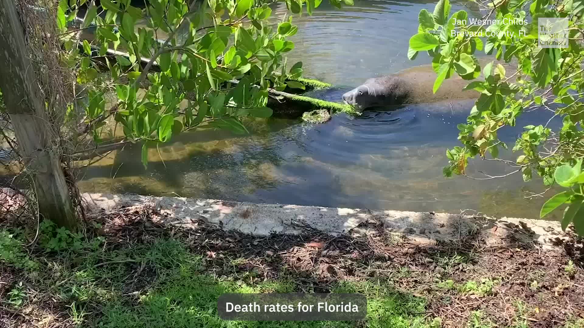 More Good News For Florida Manatees, But &hellip;