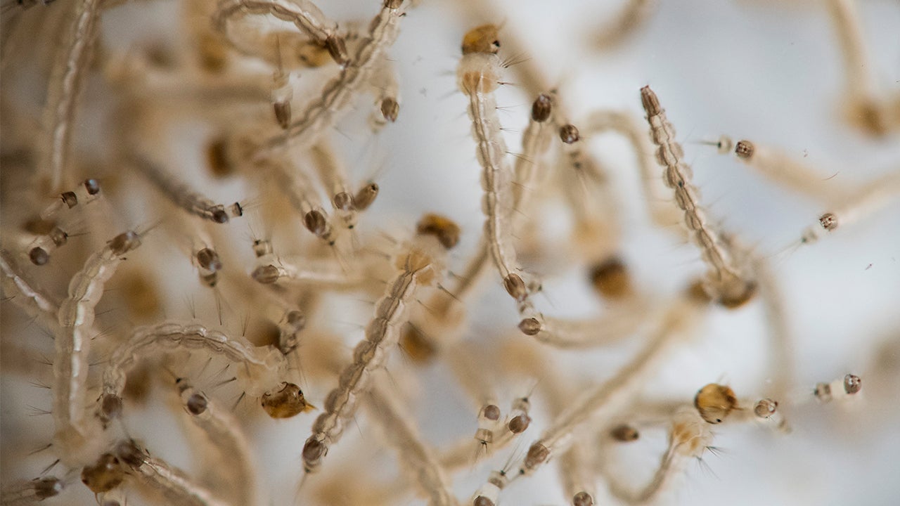Mosquitoes Carrying Microplastics Up Food Chain?