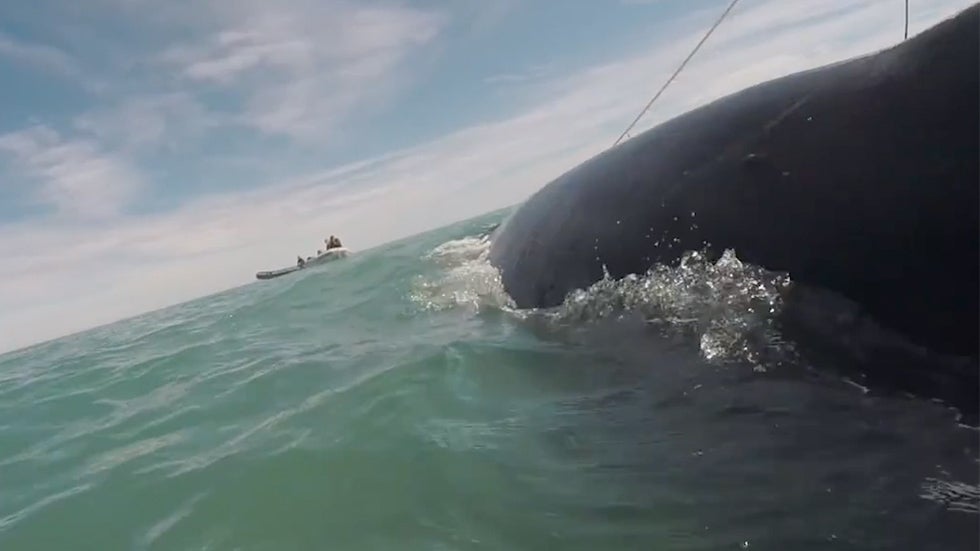 Most Endangered Marine Mammal Is in Danger of Extinction