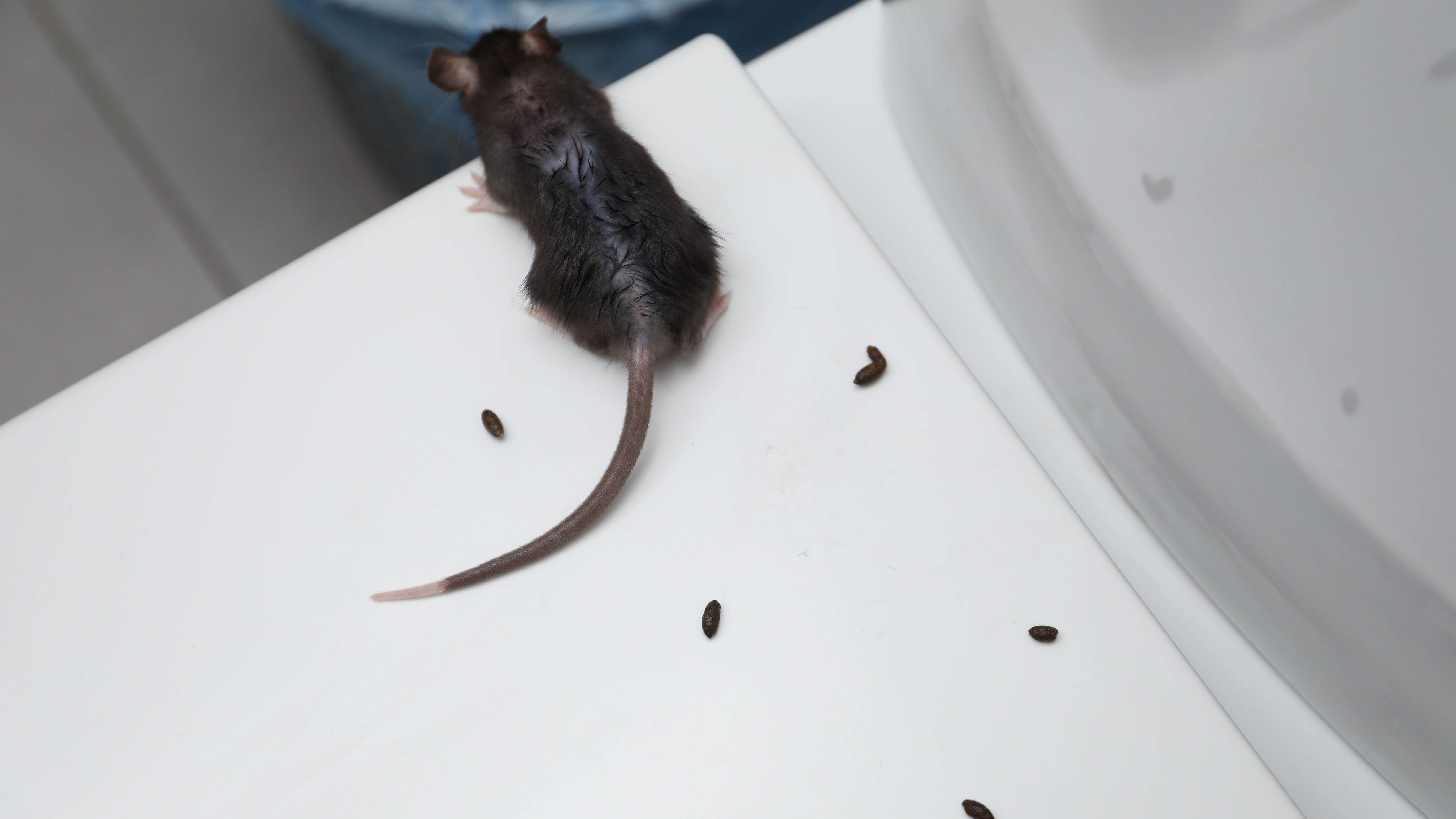 Rodent and droppings on toilet bowl in bathroom.