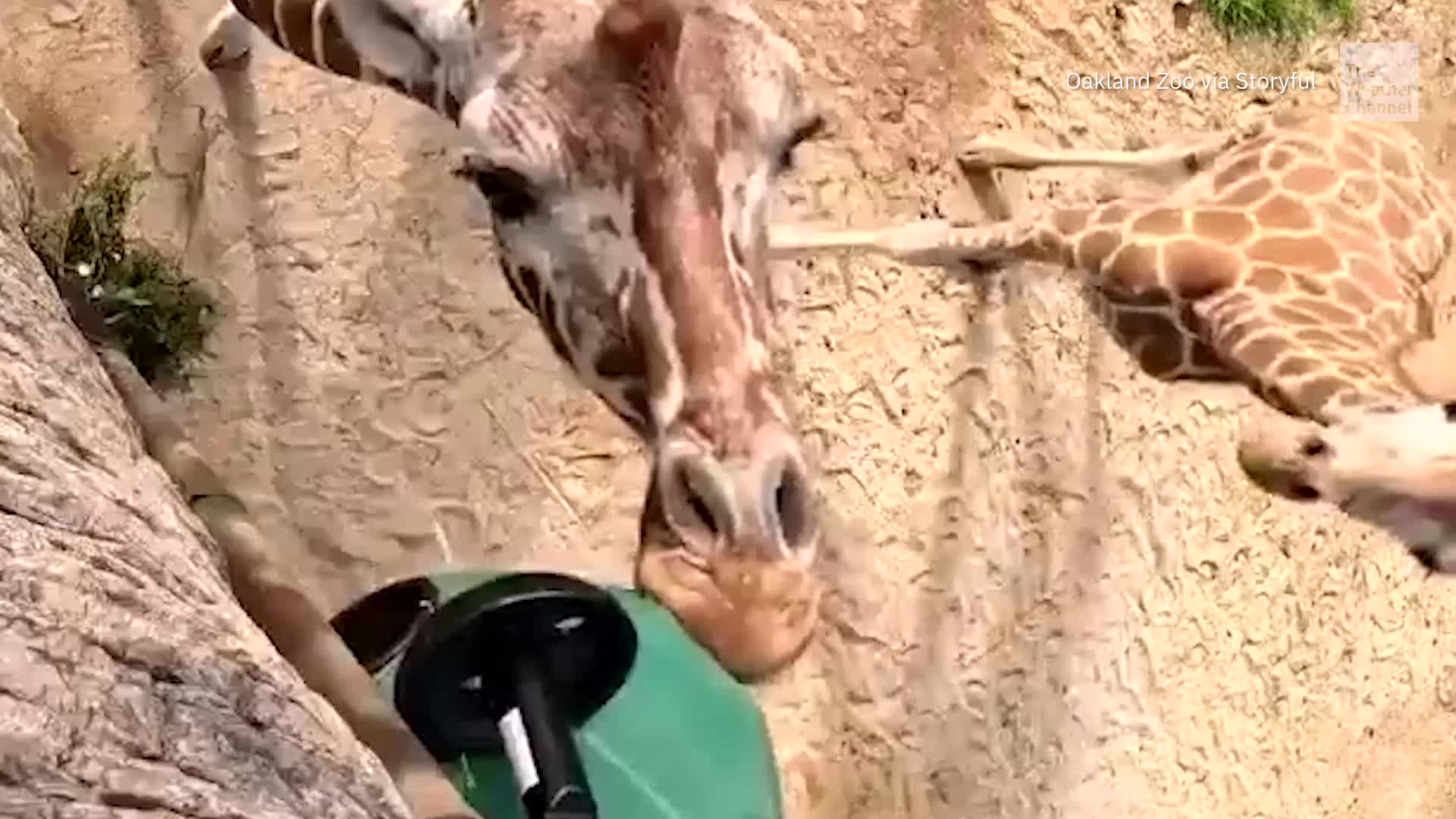 Munch, Munch: Giraffes Get Upgraded Dining Experience