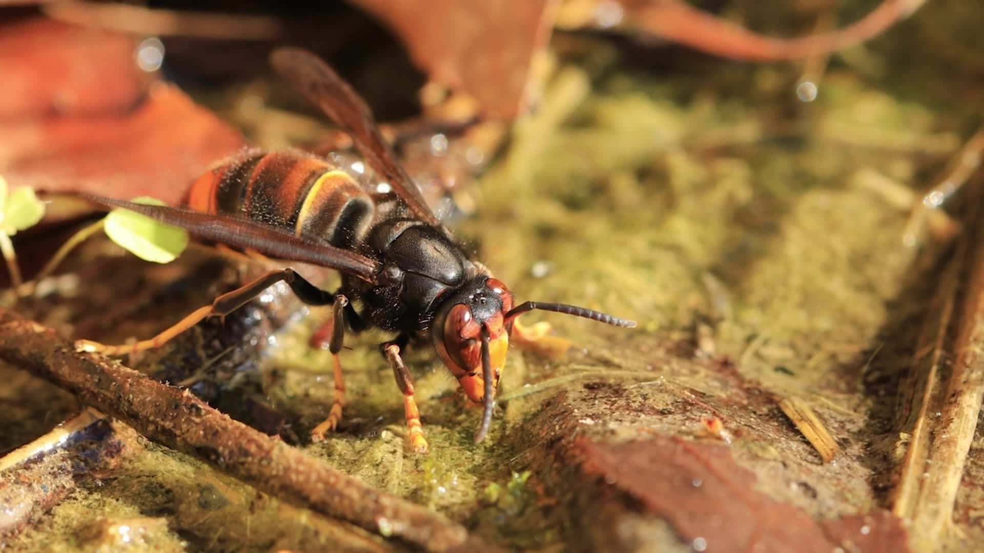 &lsquo;Murder Hornet&rsquo; Cousin Found In US For First Time