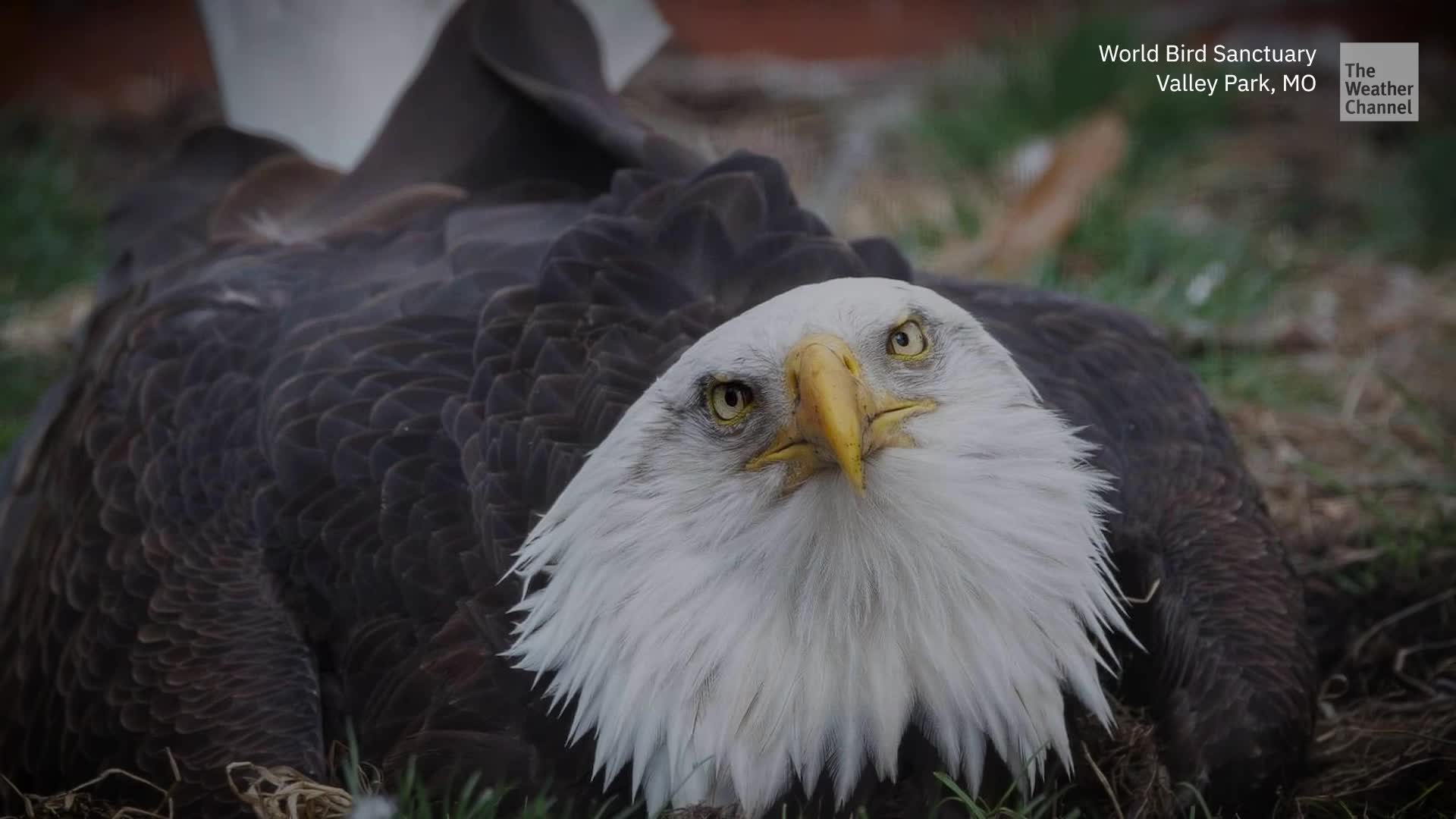 Murphy The Bald Eagle Passes After Severe Weather