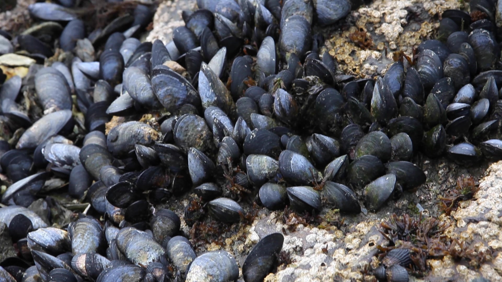 Mussels in Antarctica a Sign of Climate Change