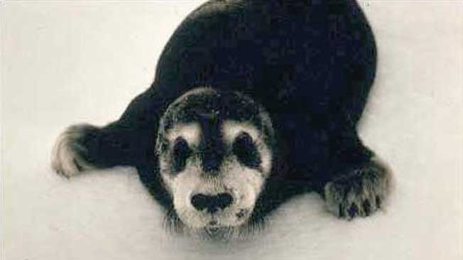 Mysterious Arctic Noise Spooks Wildlife