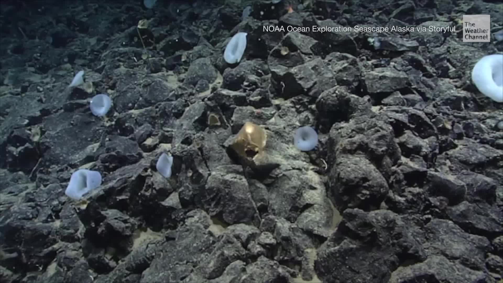 Mysterious Golden Orb Found On Ocean Floor Near Alaska