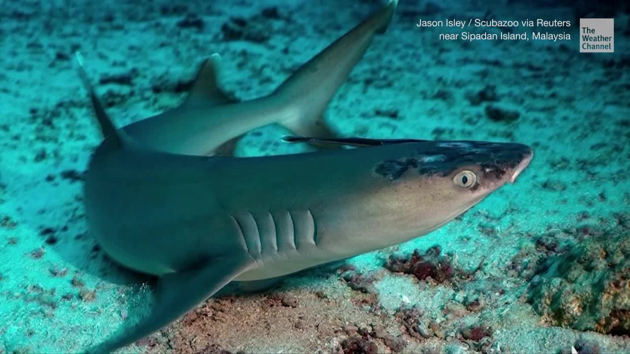 Mysterious Skin Lesions Appearing on Sharks