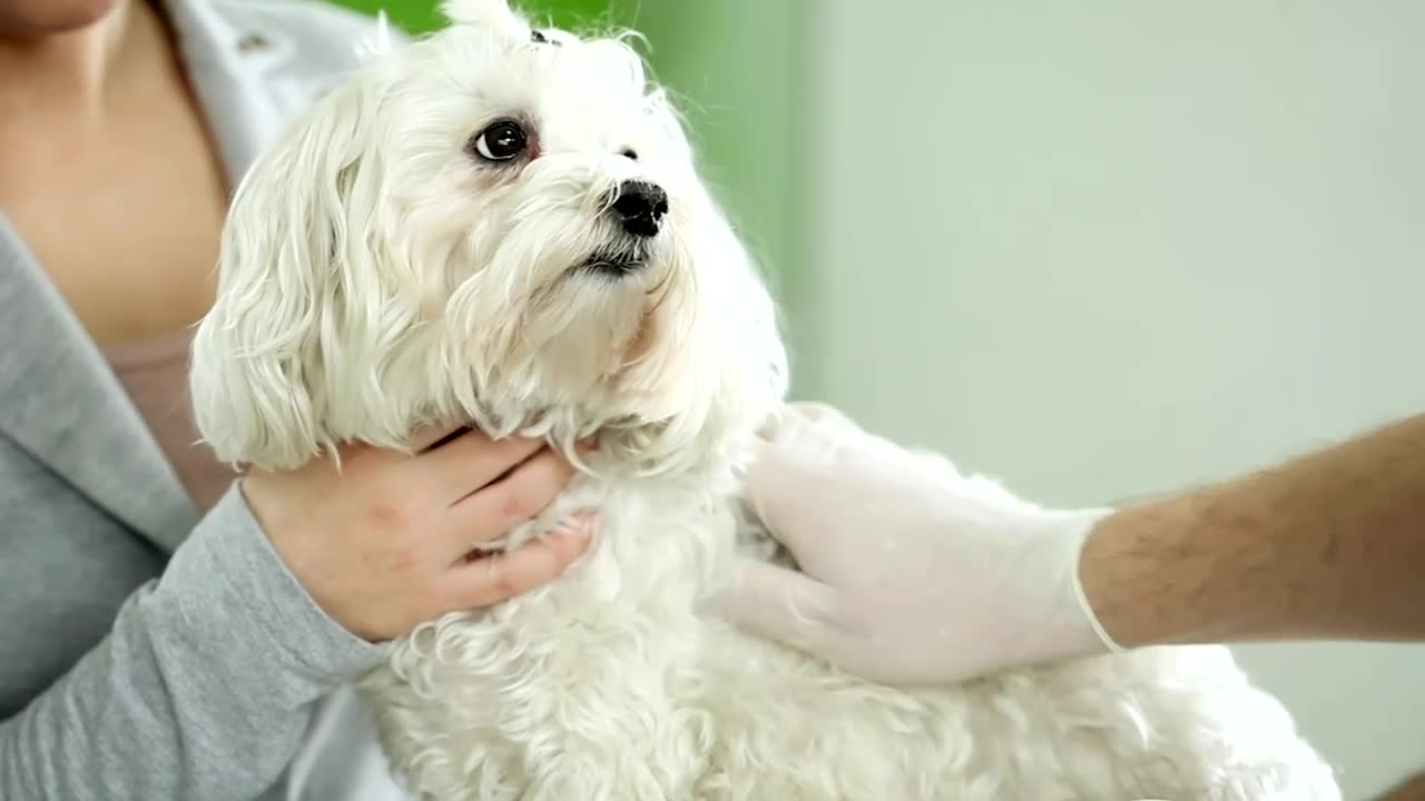 Mystery Illness Killing Dogs