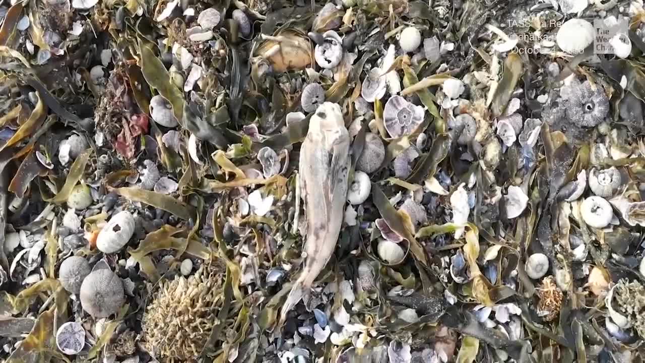 Mystery Mass Die Off: Sea Life Up to 50 Feet Deep Dies Off Russian Coast