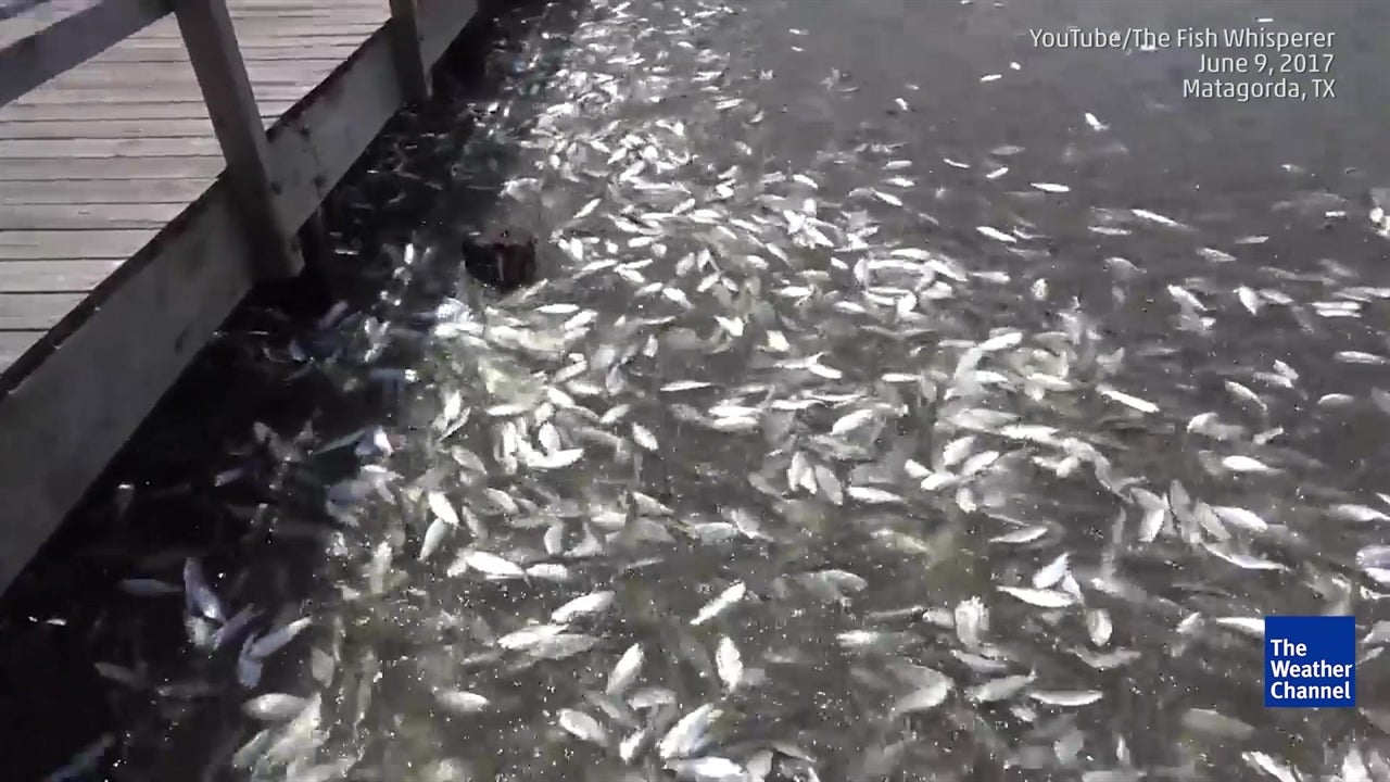 Mystery Over Mass Die-off of Fish in Texas