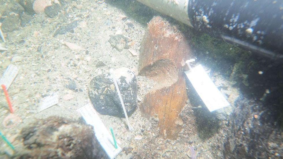 Native American Burial Site in Florida Like Nothing Else on Earth