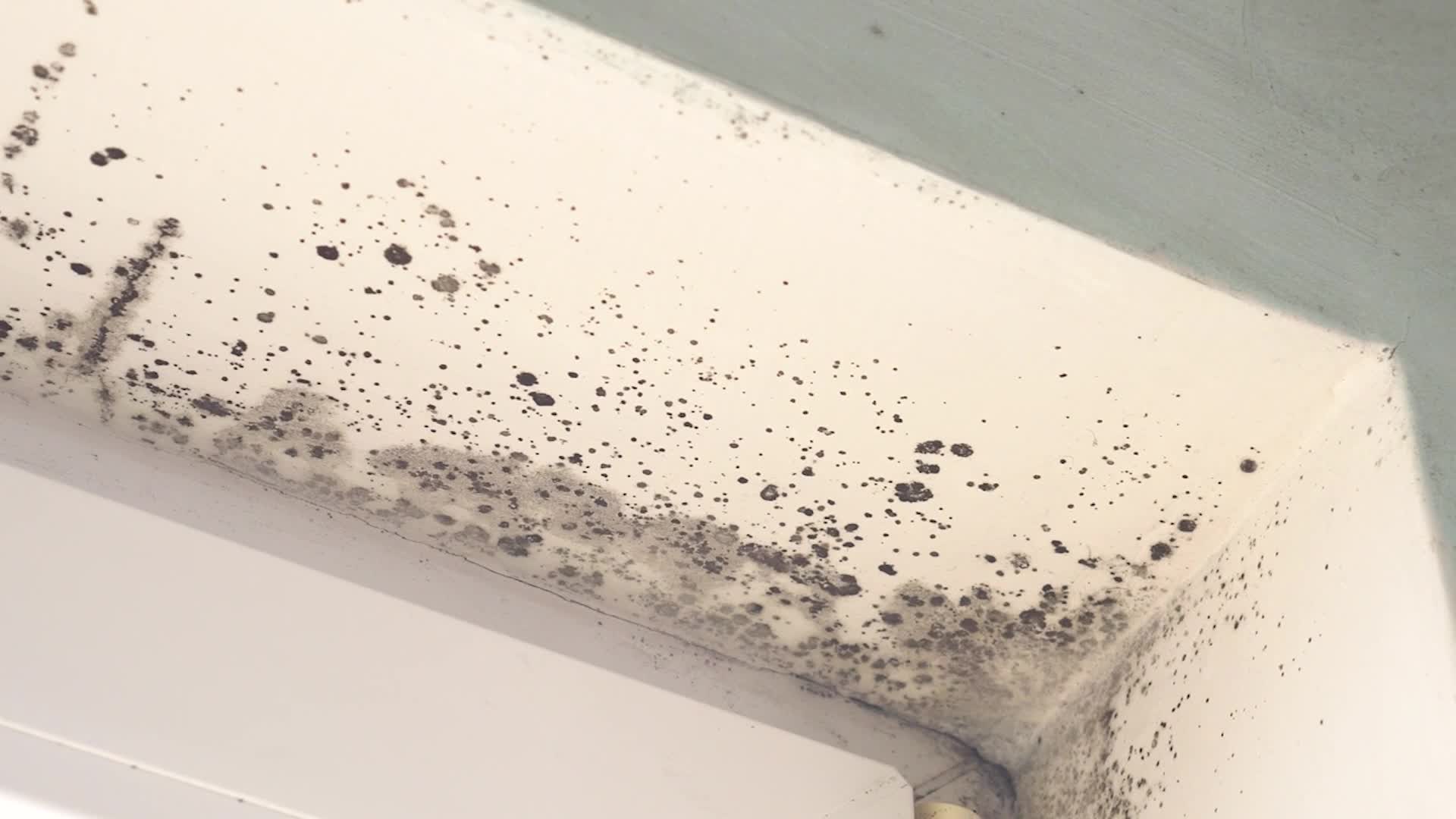 Natural Treatment Solutions For Cleaning Up Mold