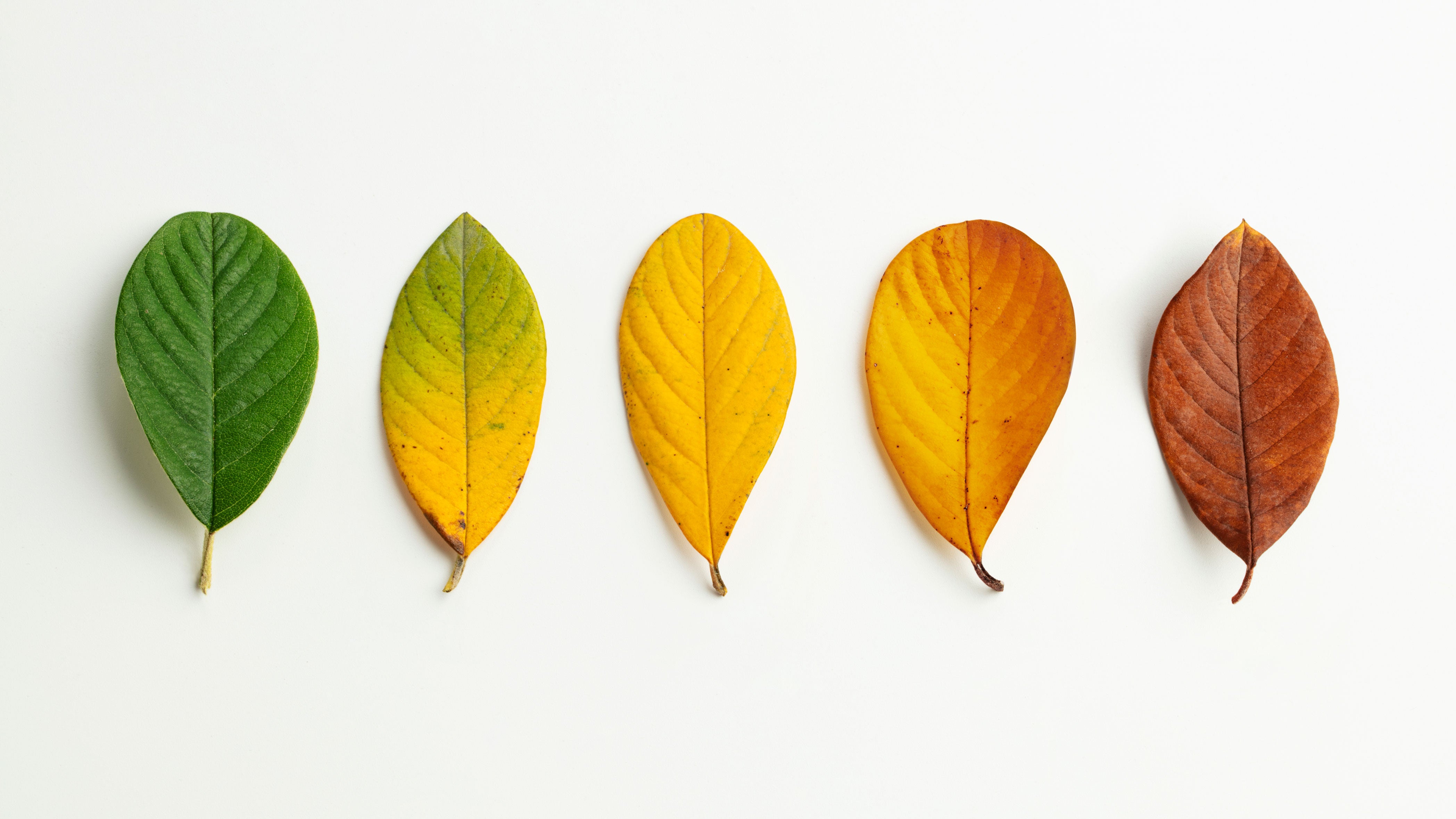 Different stages of leaves