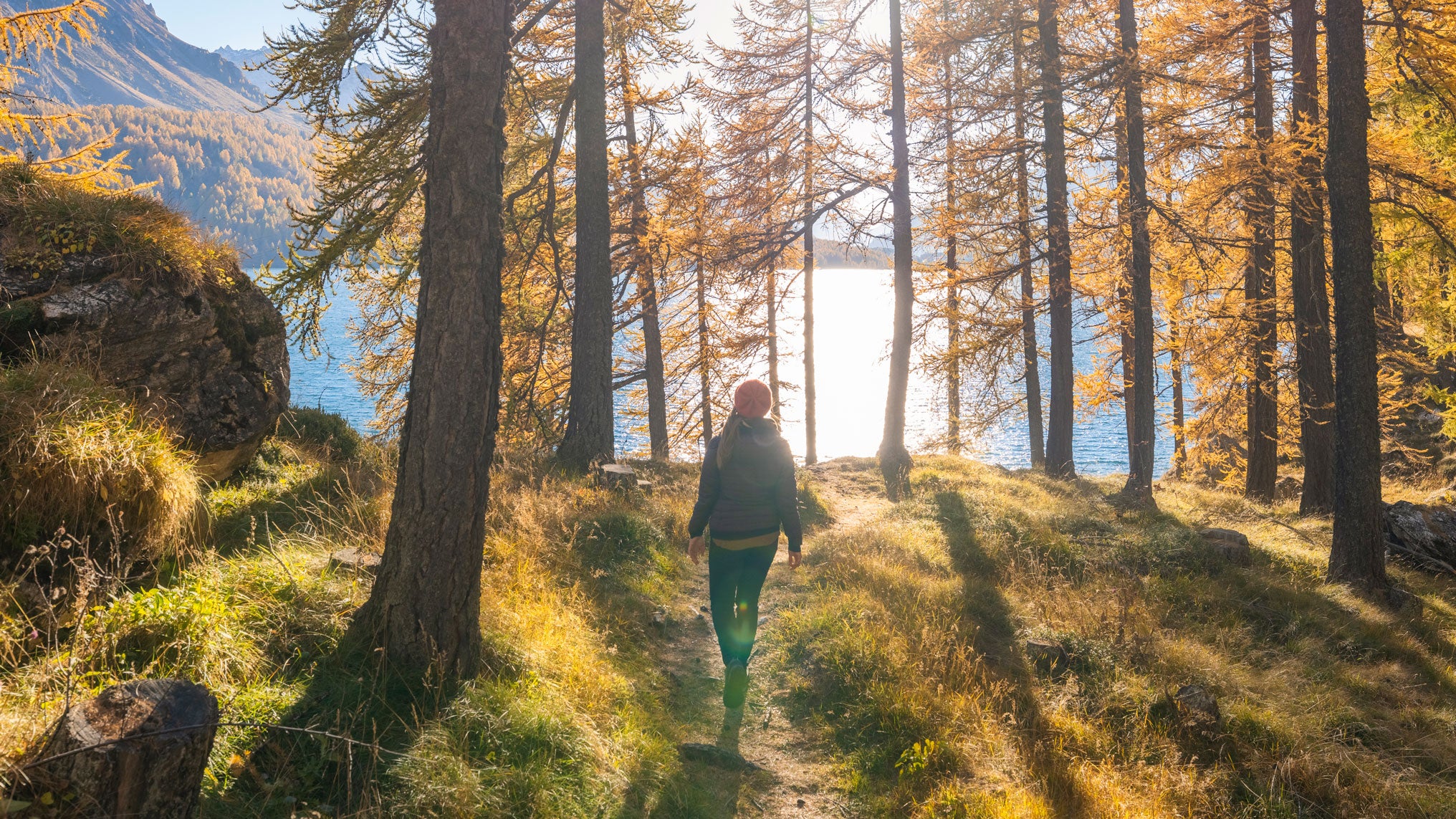 A footpath towards Lake Sils in a larch wood in autumn.