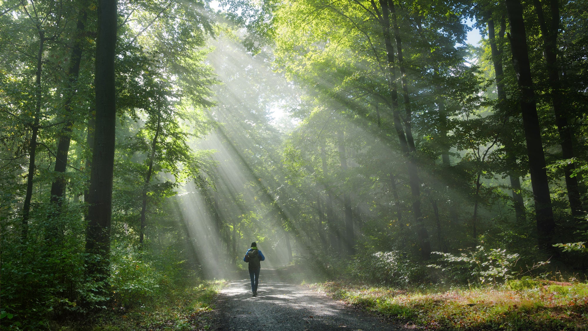 Hiker in a misty green forest with beautiful beams of light. Man with backpack walking on a scenic dirt road in elevating atmosphere.