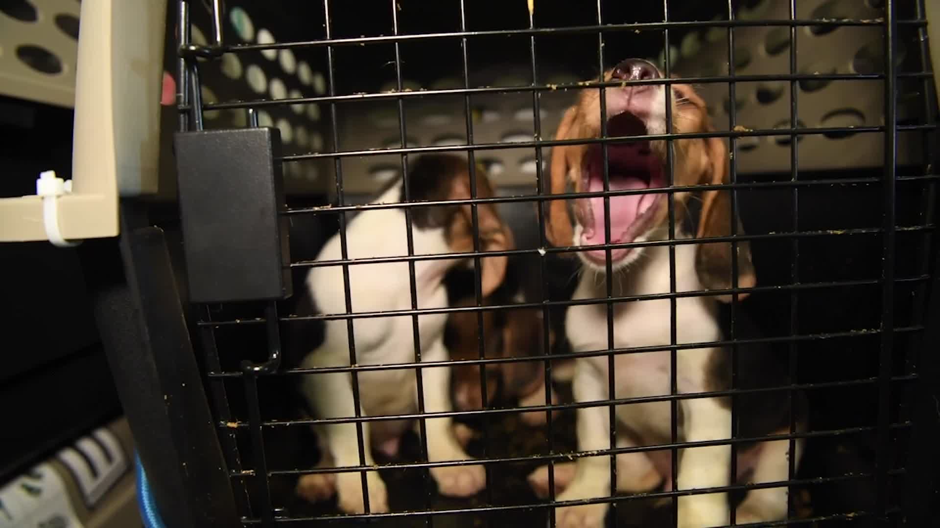 Nearly 4,000 Rescued Beagles Looking for Homes