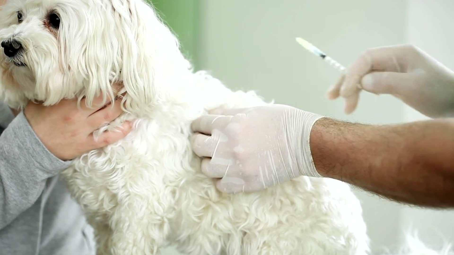 Nearly Half Of Dog Owners Hesitant To Vaccinate
