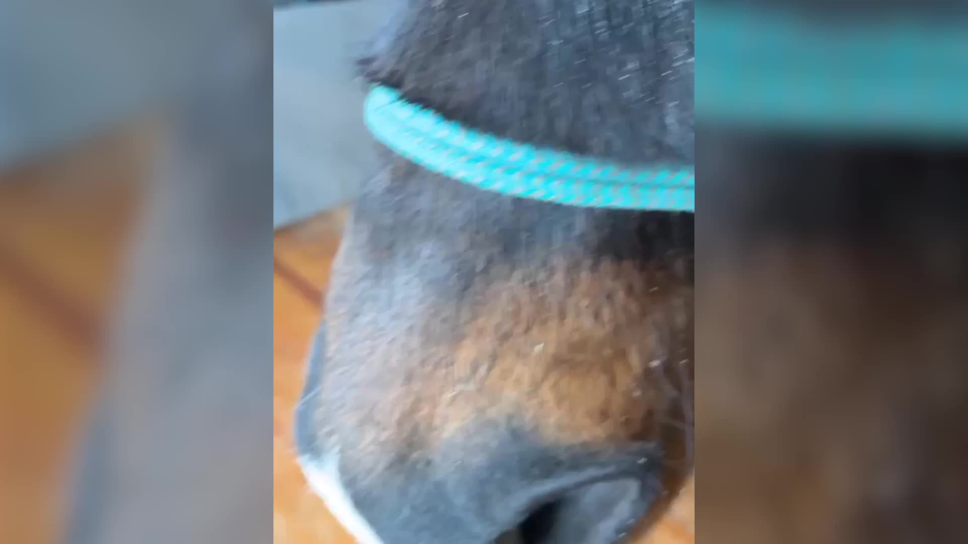 Nebraska Woman Invites Cold Horses Into Her House
