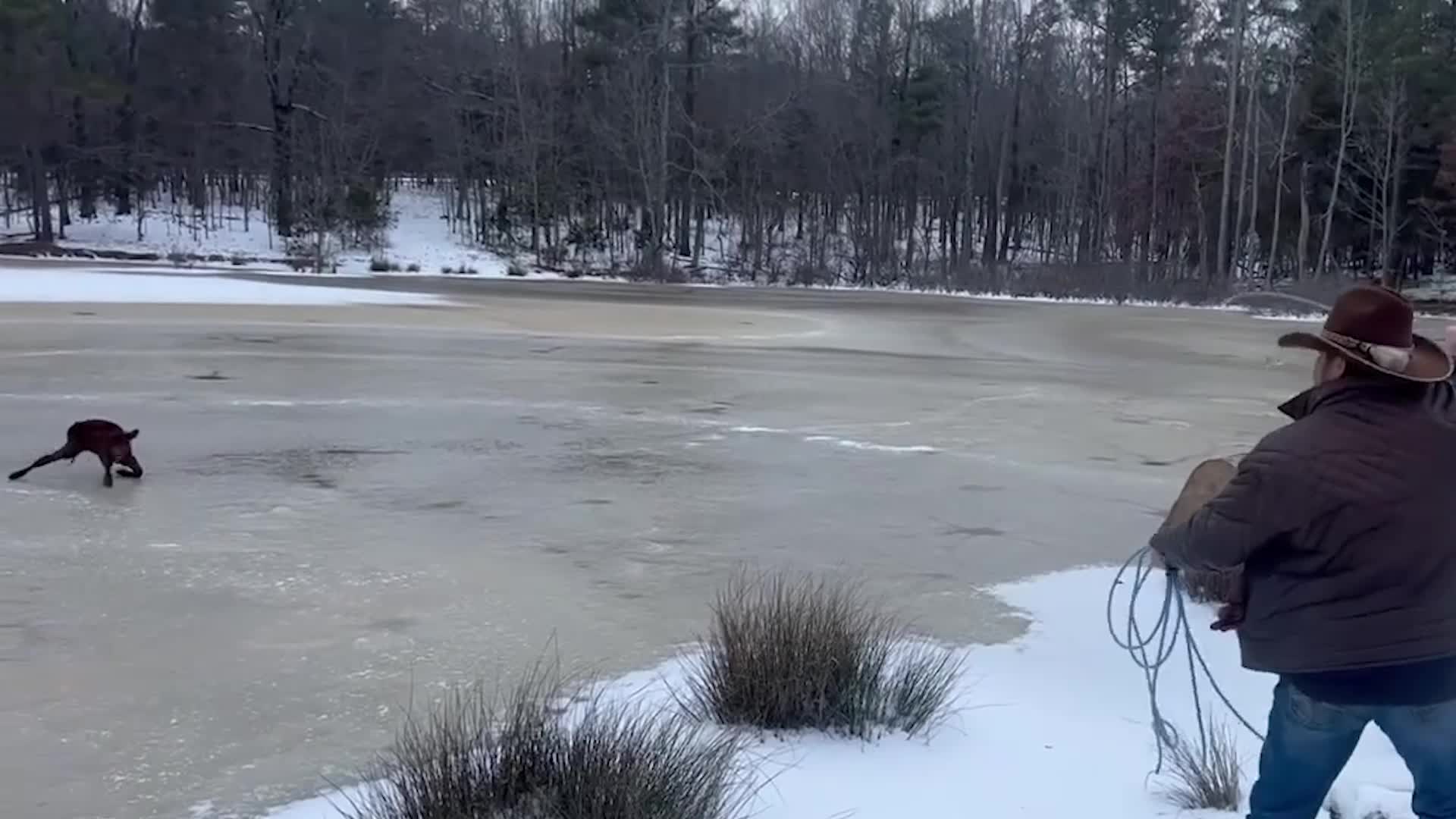 Neighborhood Cowboy Lassos Calf Off Ice