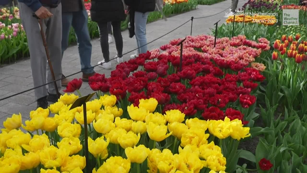 Netherlands’ Brilliant Tulip Gardens Are Open