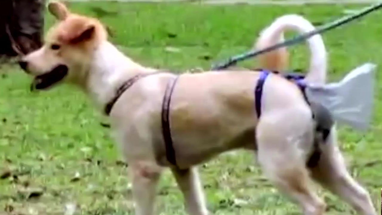 Never Pick up After Your Dog Again